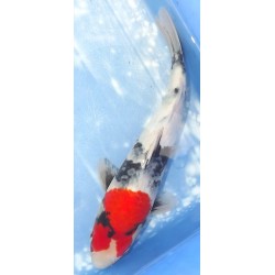 Jumbo Tosaï : Showa éleveur Isa Koï Farm