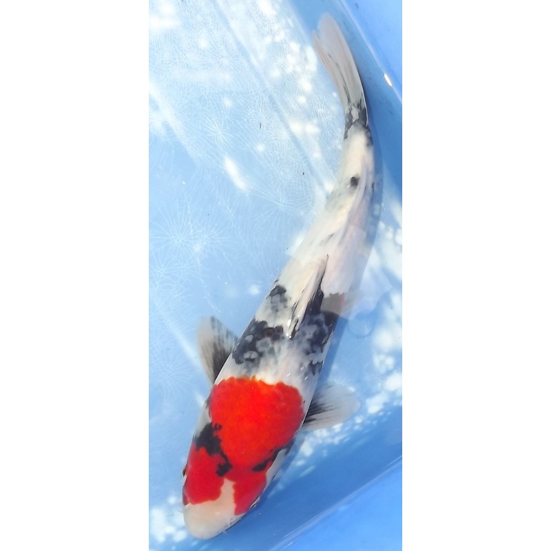 Jumbo Tosaï : Showa éleveur Isa Koï Farm