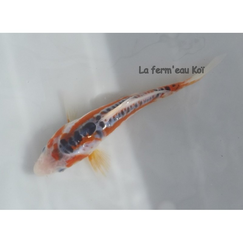 Shusui 14-18cm Japon Maruhiro tosaï