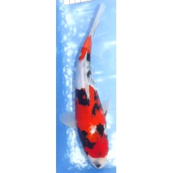 Jumbo Tosaï : Showa éleveur Isa Koï Farm