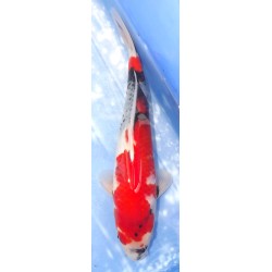 Jumbo Tosaï : Showa éleveur Isa Koï Farm