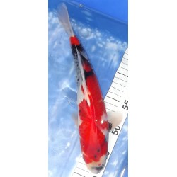 Jumbo Tosaï : Showa éleveur Isa Koï Farm