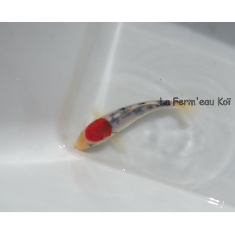 Tancho sanke 14-18cm Japon Maruhiro tosaï