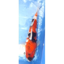 Jumbo Tosaï : Showa éleveur Isa Koï Farm