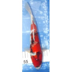 Jumbo Tosaï : Showa éleveur Isa Koï Farm