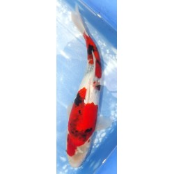 Jumbo Tosaï : Showa éleveur Isa Koï Farm