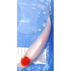 Tosaï : Tancho Kohaku éleveur Saïto Koi Farm