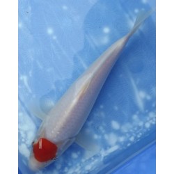 Tosaï : Tancho Kohaku éleveur Saïto Koi Farm
