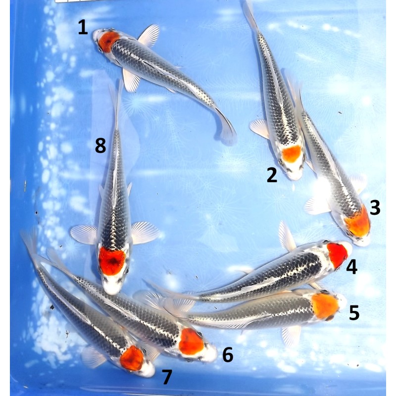 Tosaï Tateshita : Tancho Kujaku éleveur Saïto Koi Farm