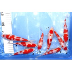 Tosaï Tateshita : Kohaku et Maruten Kohaku éleveur Saïto Koi Farm