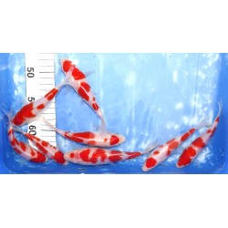 Tosaï Tateshita : Kohaku et Maruten Kohaku éleveur Saïto Koi Farm