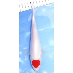 Tosaï : Tancho Kohaku éleveur Saïto Koi Farm