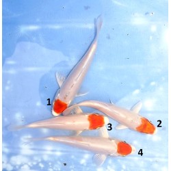 Tosaï Tateshita : Tancho Hariwake et Maruten Hariwake et Kujaku éleveur Saïto Koi Farm