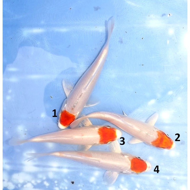 Tosaï Tateshita : Tancho Hariwake et Maruten Hariwake et Kujaku éleveur Saïto Koi Farm