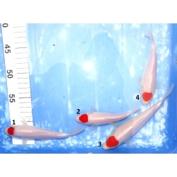 Tosaï Tateshita : Tancho Kohaku éleveur Saïto Koi Farm