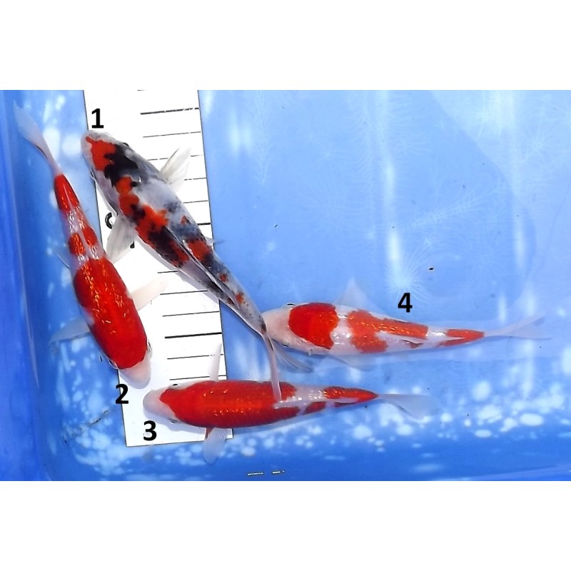 Tosaï Tateshita : Ginrin Kohaku et Showa éleveur Saïto Koi Farm