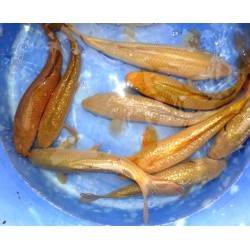 Chagoï et Ginrin Chagoï 30-40cm éleveur Hirashin