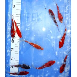 Tosaï 2025 : Goromo éleveur Sakazume 13-16cm