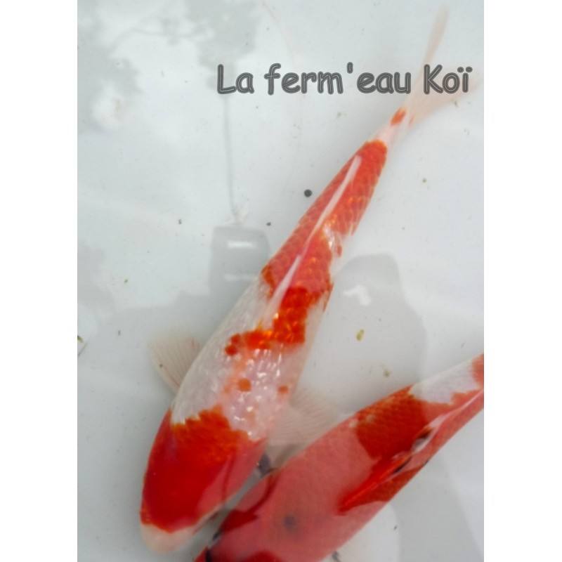 Ginrin Kohaku 20-25 cm Japon Ogata