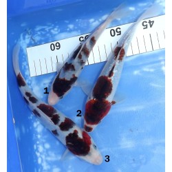 Budo Goromo éleveur Sakazume