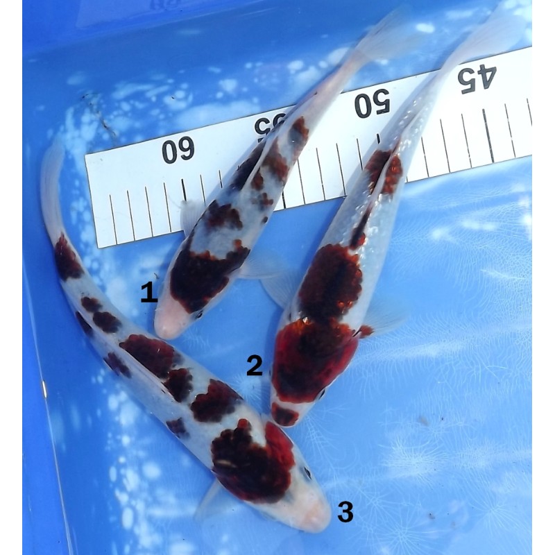 Budo Goromo éleveur Sakazume