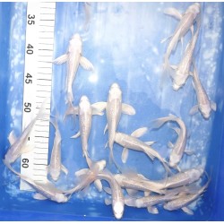 Tosaï butterfly : Ginrin Platinum éleveur Yamasan