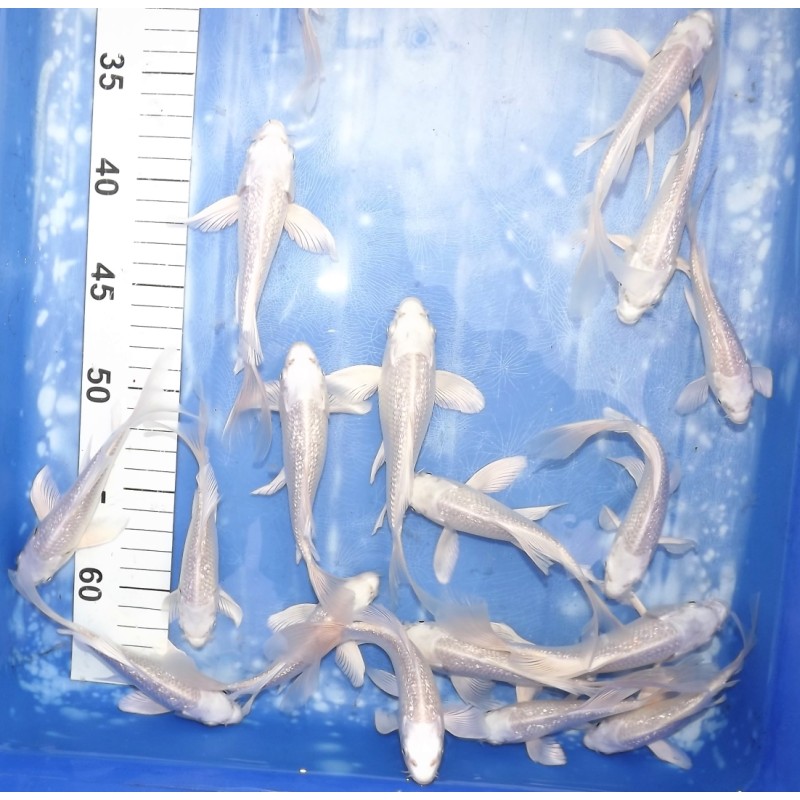 Tosaï butterfly : Ginrin Platinum éleveur Yamasan