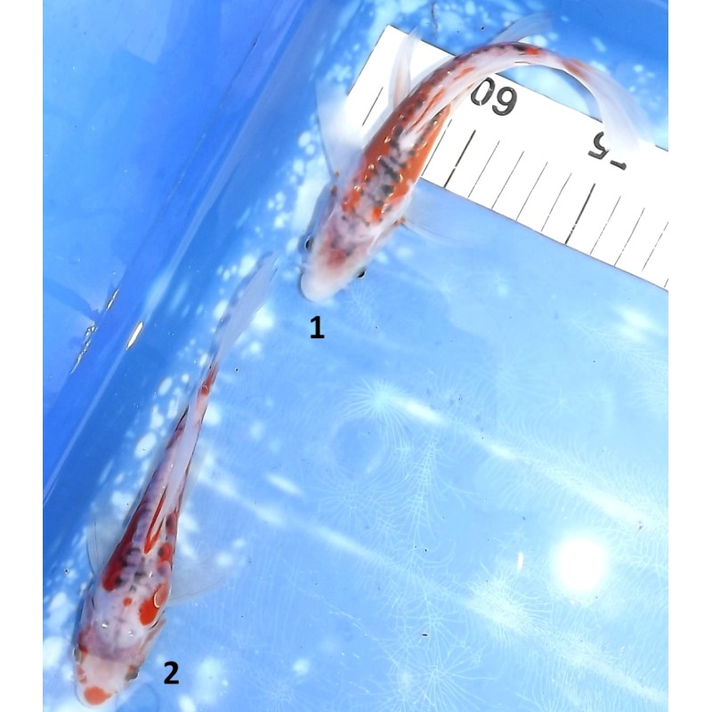 Tosaï butterfly : Shusui éleveur Yamasan