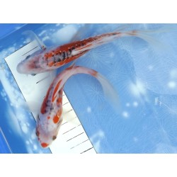 Tosaï butterfly : Shusui éleveur Yamasan