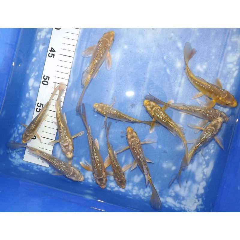 Tosaï butterfly : Ginrin Mukashi / Ginrin Kogane Ochiba éleveur Yamasan