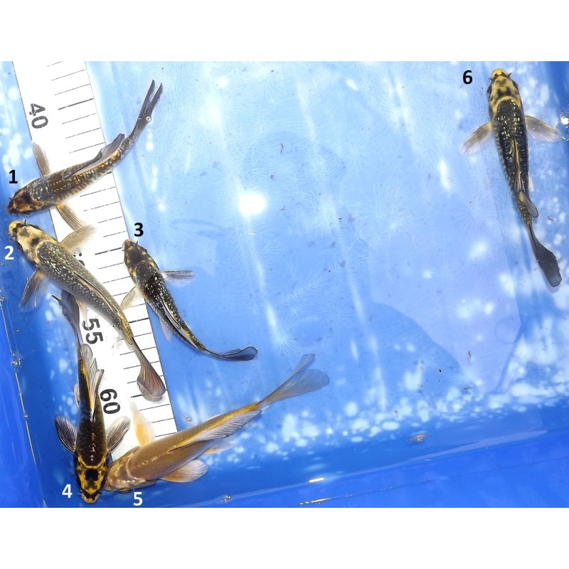 Tosaï butterfly : mix ginrin et non ginrin éleveur Yamasan