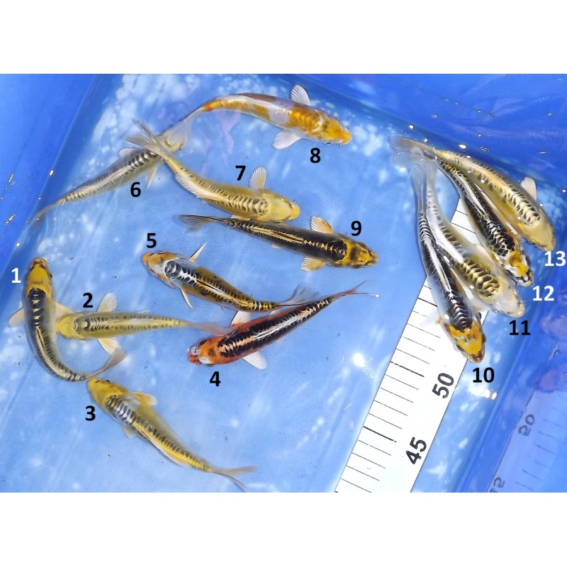 Hikari/Doitsu Kujaku / Ki Kikokuryu éleveur Aoki