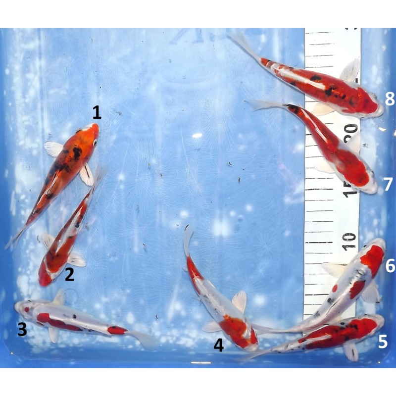 Doitsu Yamatonishiki n°1-8 éleveur Aoki