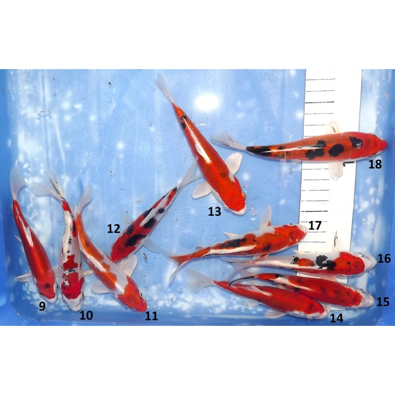 Doitsu Yamatonishiki n°9-18 éleveur Aoki