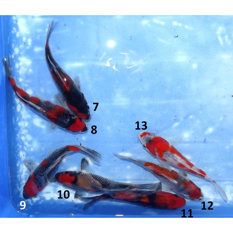 Goshiki n°7-13 éleveur Aoki