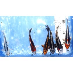 Kikokuryu / beni Kikokuryu / Kin Kikokuryu éleveur Aoki