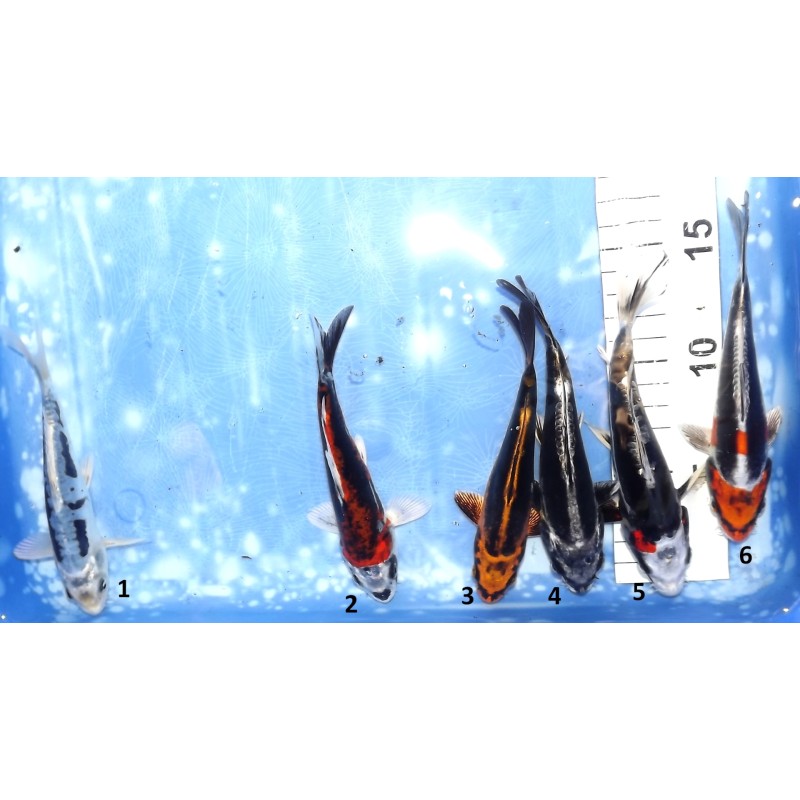 Kikokuryu / beni Kikokuryu / Kin Kikokuryu éleveur Aoki