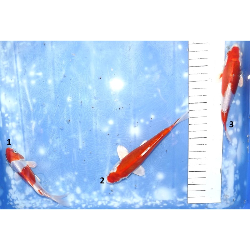 Kikusui éleveur Aoki