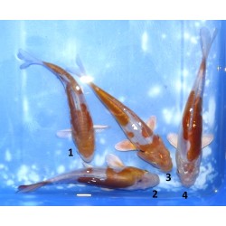 Doitsu Ochiba éleveur Koshiji (Kaze)