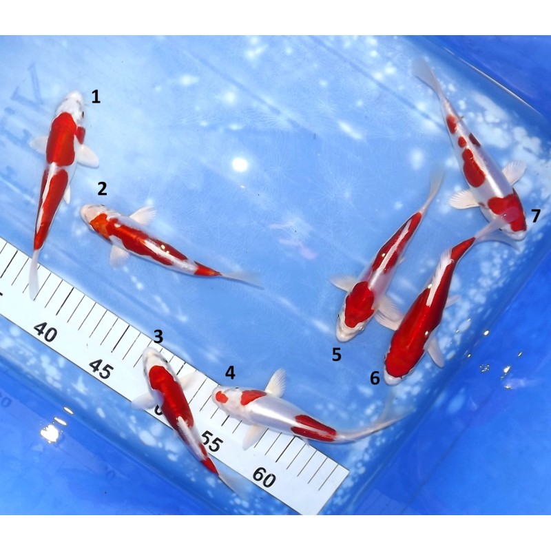 Kikusui n°1-7 éleveur Koshiji (Kaze)