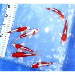 Kikusui n°1-7 éleveur Koshiji (Kaze)