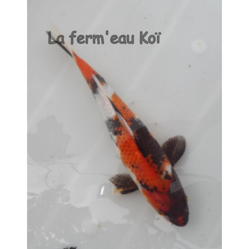 Ginrin showa 20-25 cm Japon Ogata