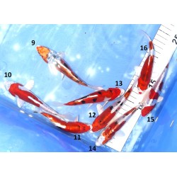 Doitsu Yamatonishiki n°9-16 éleveur Koshiji (Kaze)