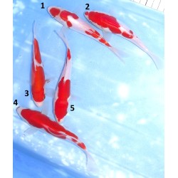 Doitsu Kohaku éleveur Koshiji (Kaze)