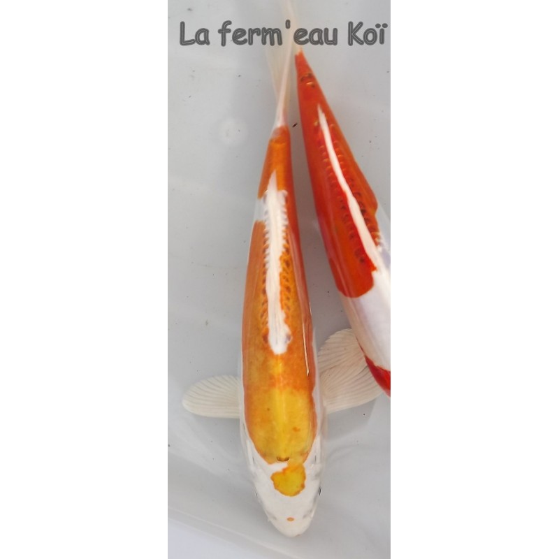 Doitsu Hariwake éleveur AOKI 25-30 cm