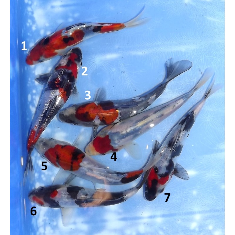 Doitsu Showa éleveur Koshiji (Kaze)