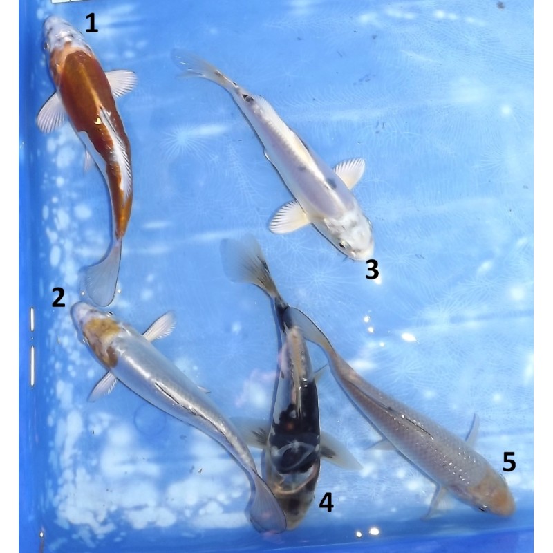 Doitsu Kogane Ochiba / Ginrin Pearl Soragoï / Kumonryu / Gin Shiro Bekko éleveur Koshiji (Kaze)