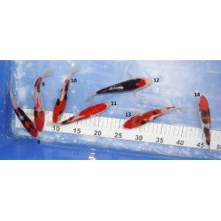 Tosaï HQ : Kumonryu n°8-14 éleveur Takahashi