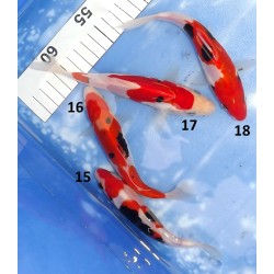 Tosaï HQ : Kumonryu n°15-18 éleveur Takahashi