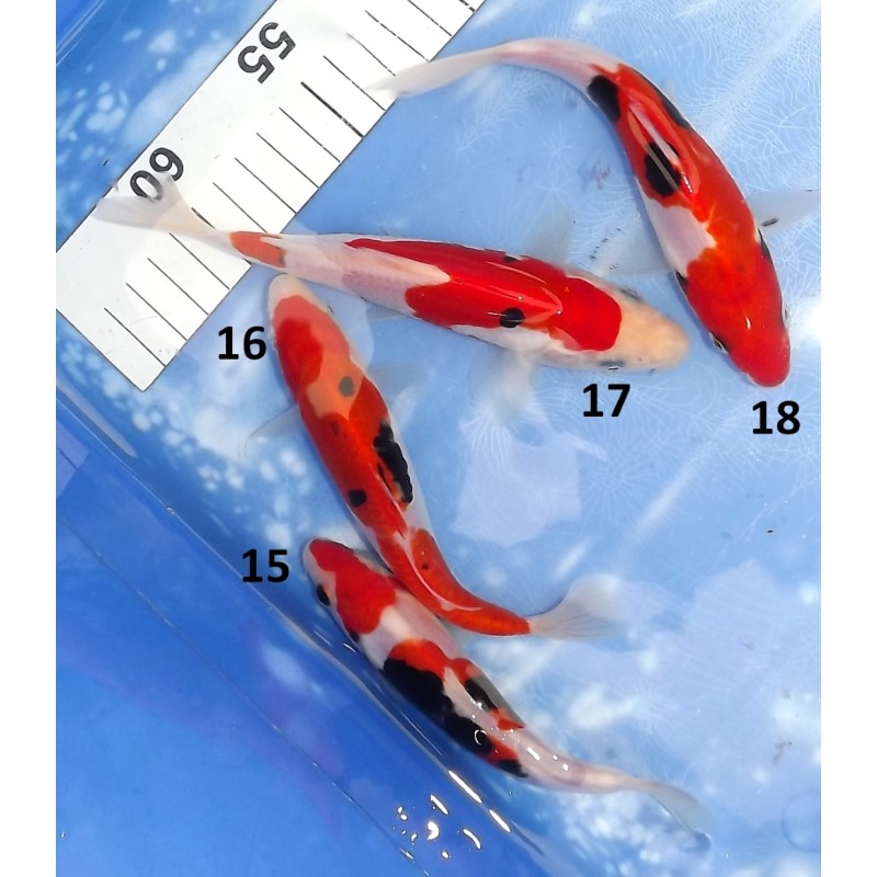 Tosaï HQ : Kumonryu n°15-18 éleveur Takahashi